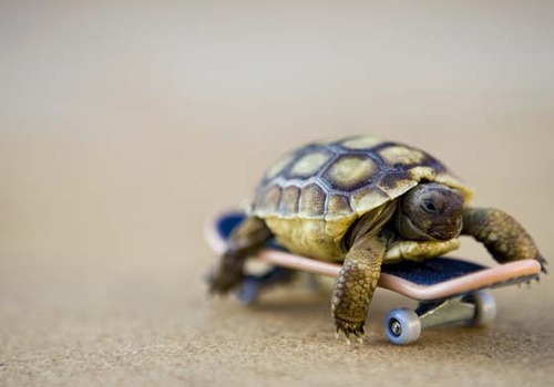 Turtle Storytime