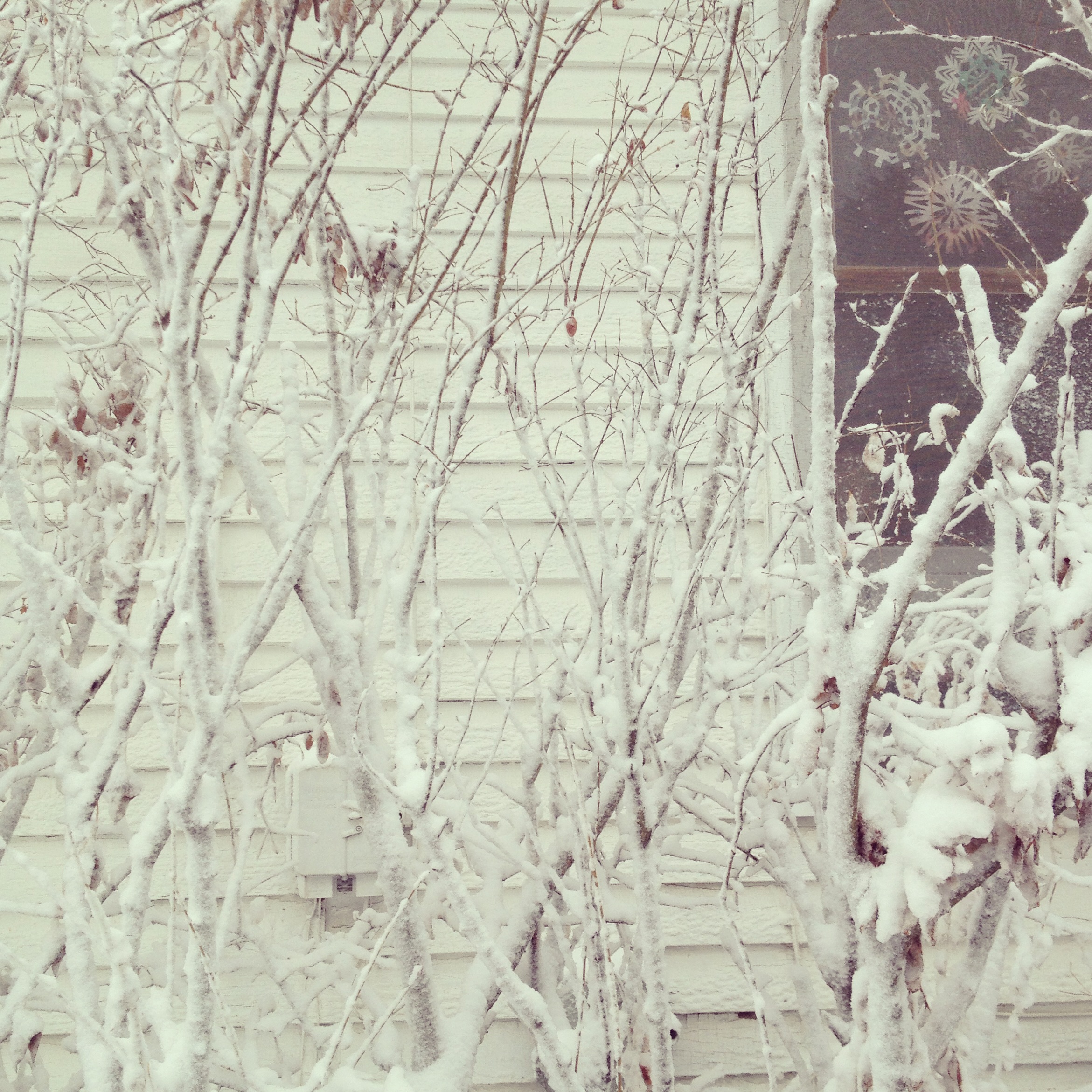 Seeing Things: Winter White