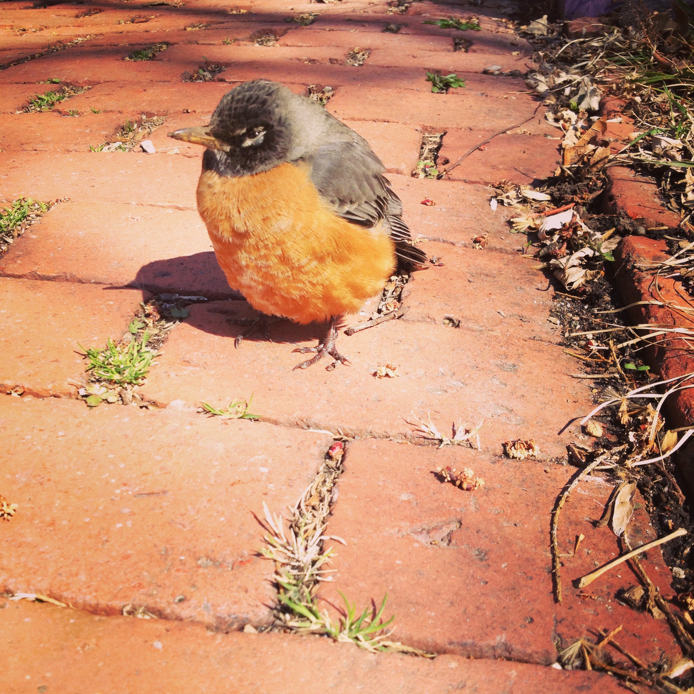 Round Robin