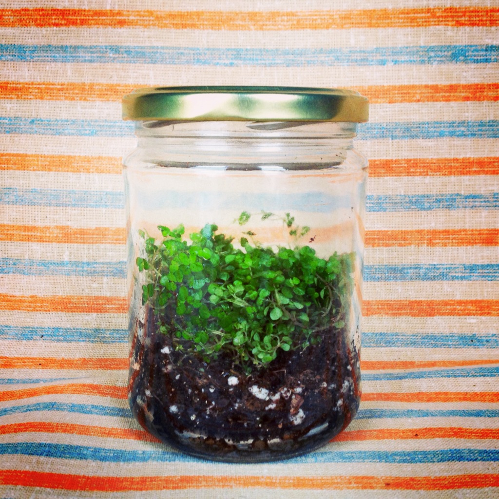 Terrarium