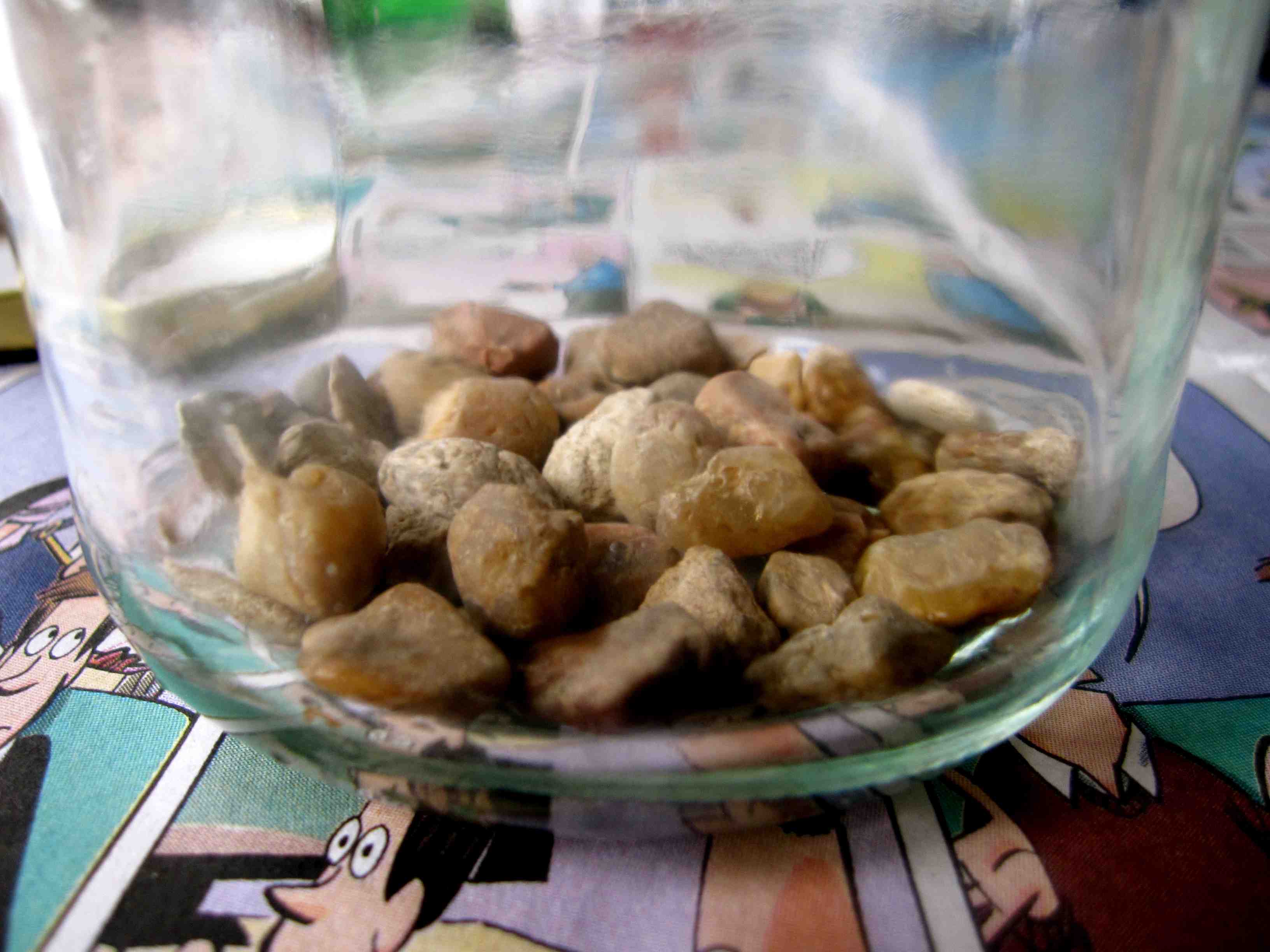 terrarium