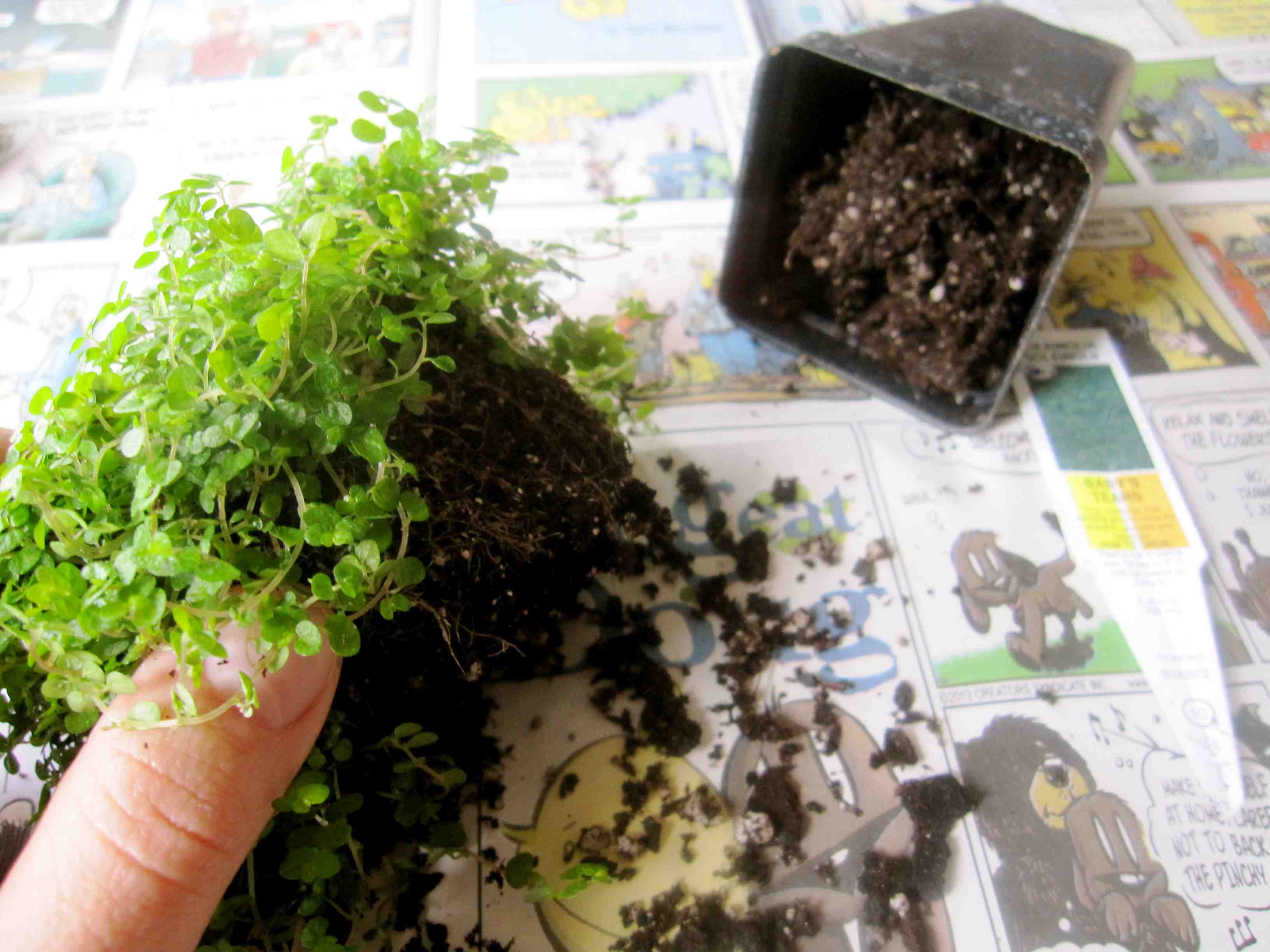 terrarium
