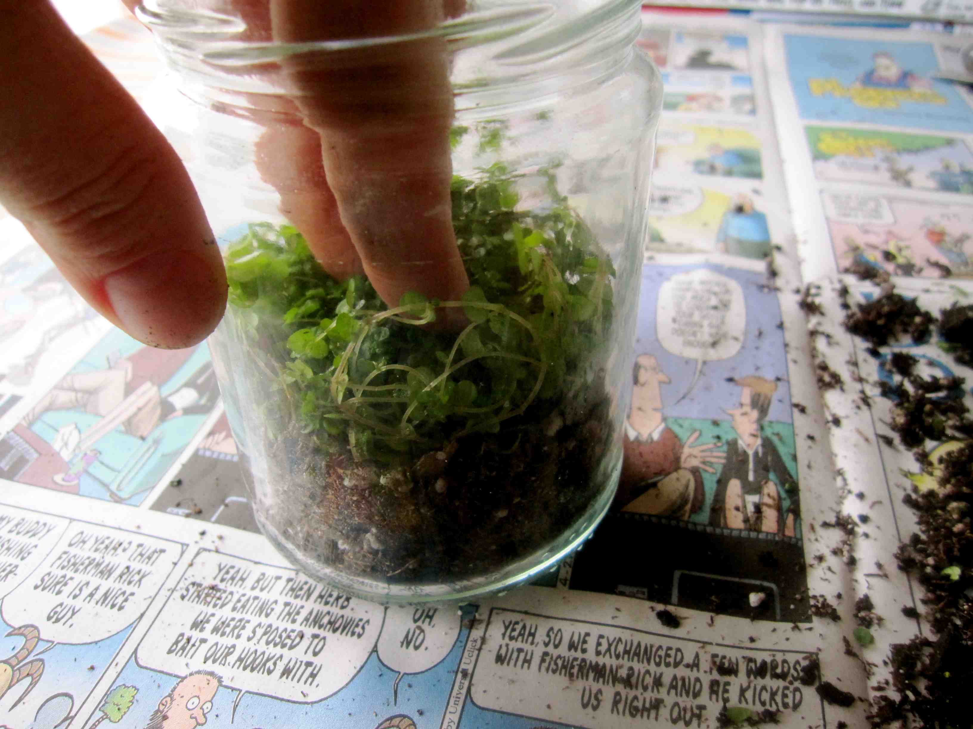 terrarium