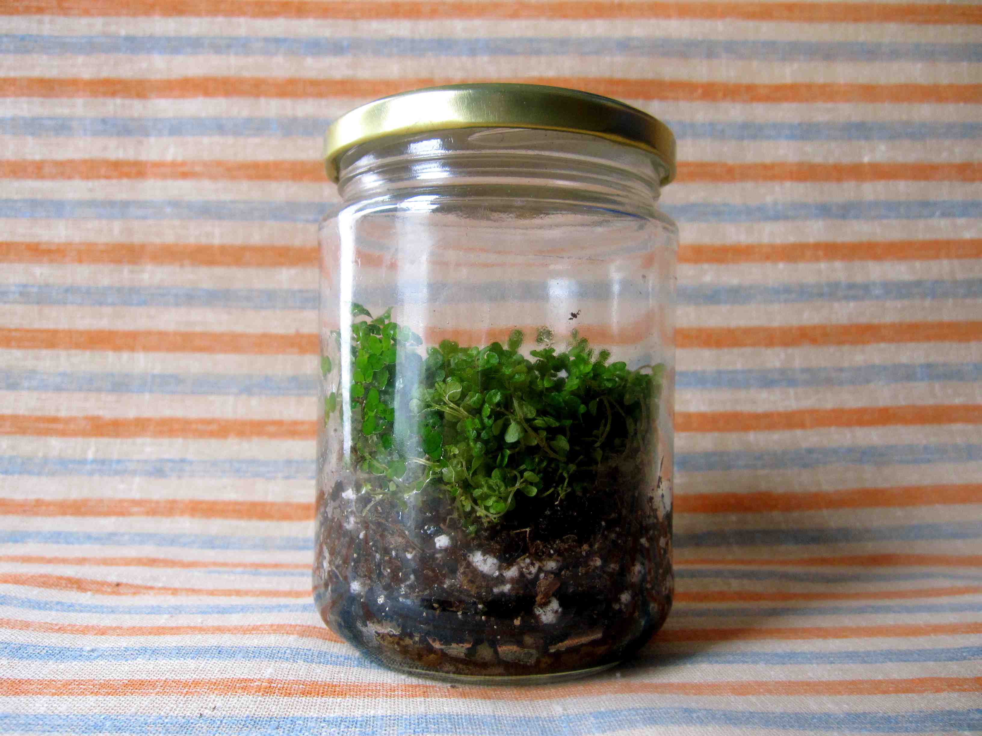 Terrarium project for kids