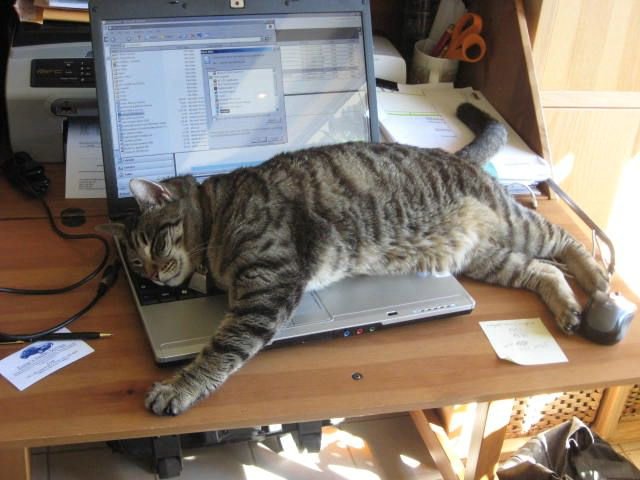 Blogging Slump