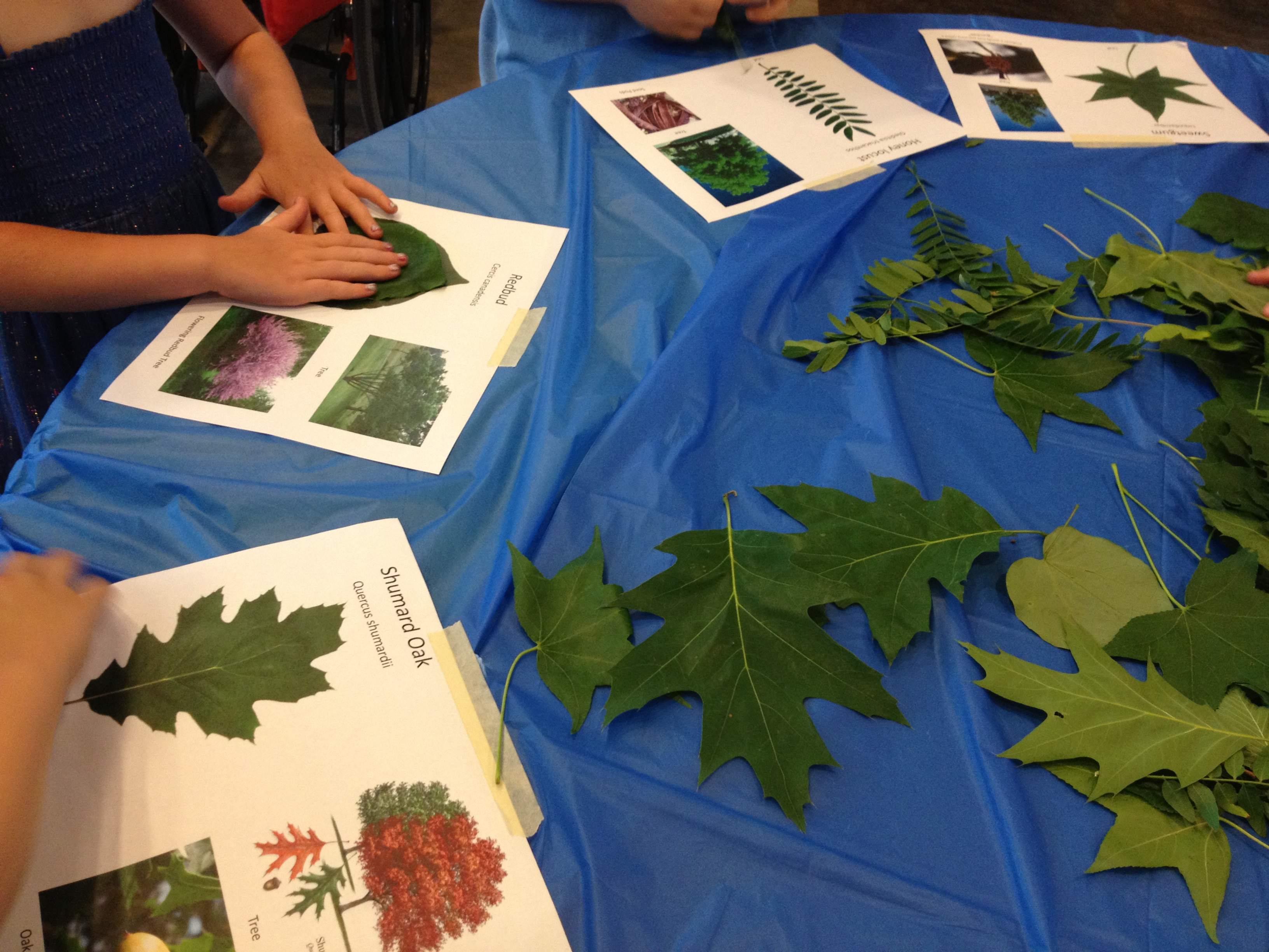 Leaf Matching