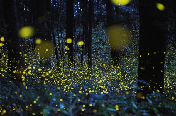 firefly-6-600x398