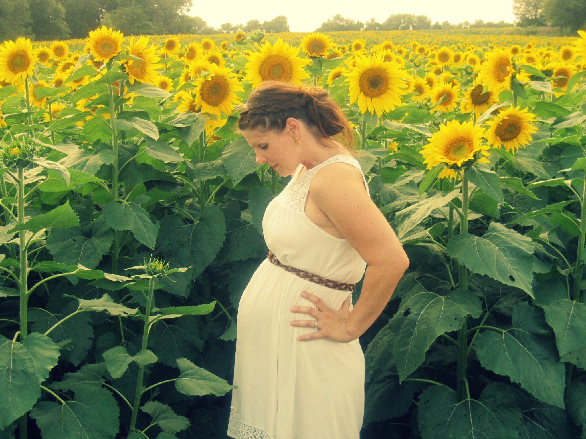28 weeks Sunflowers
