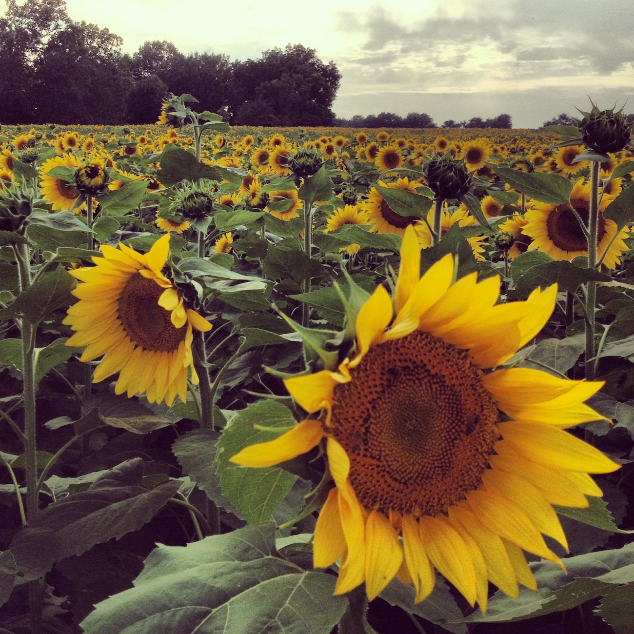 Kansas Sunflowers