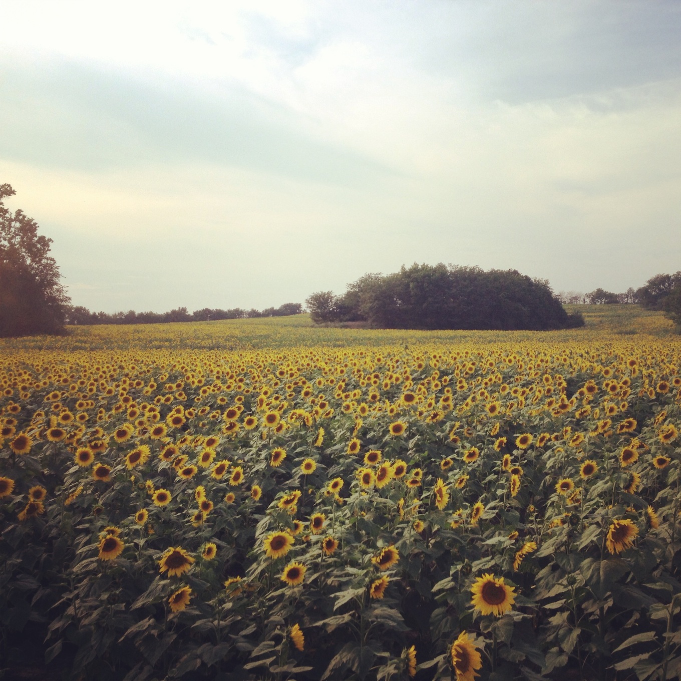Sunflower field