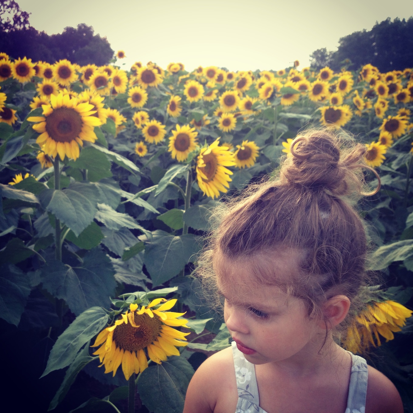 sunflowers