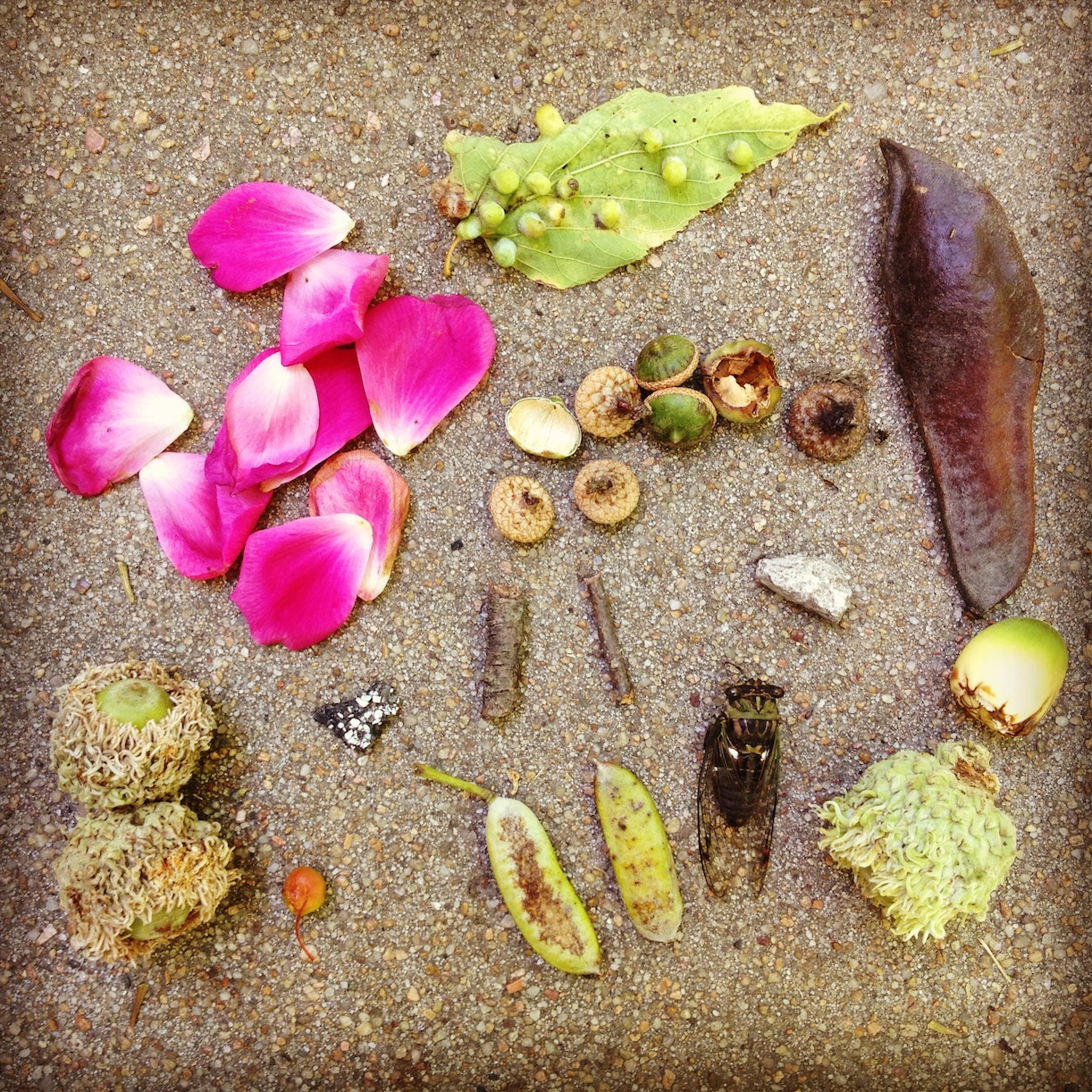 nature collection