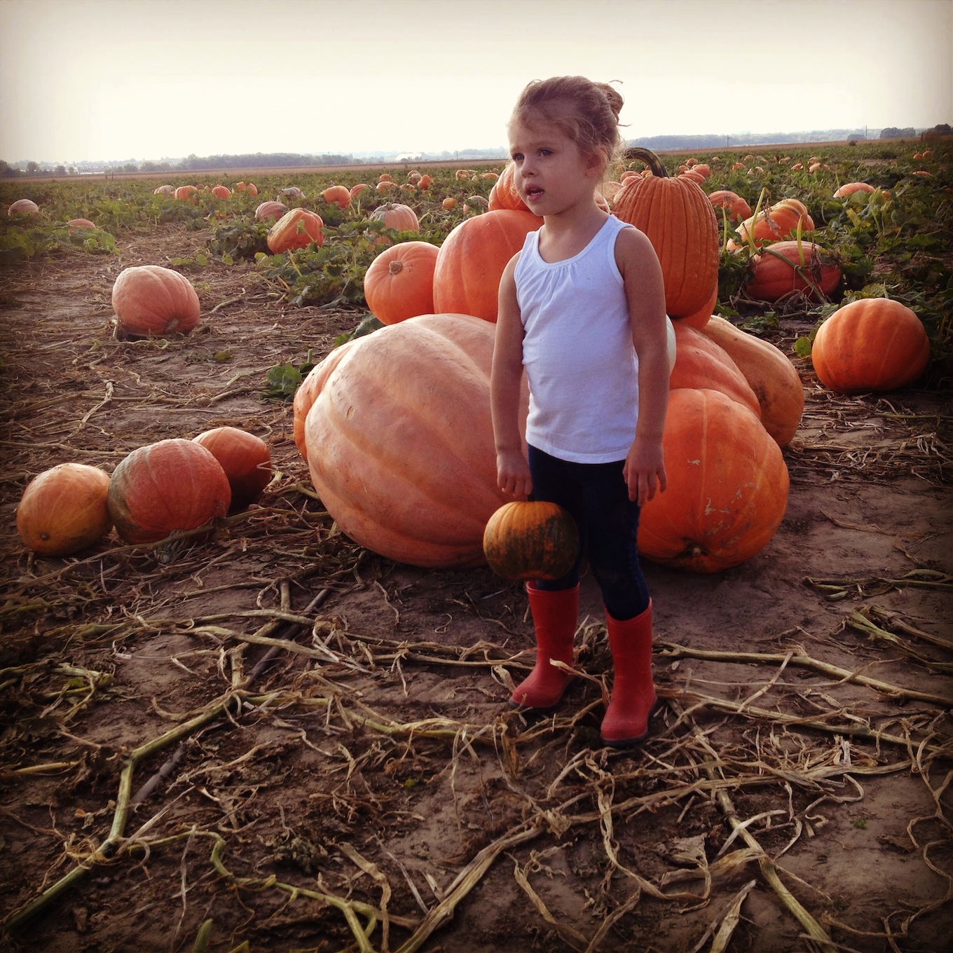 pumpkin patch