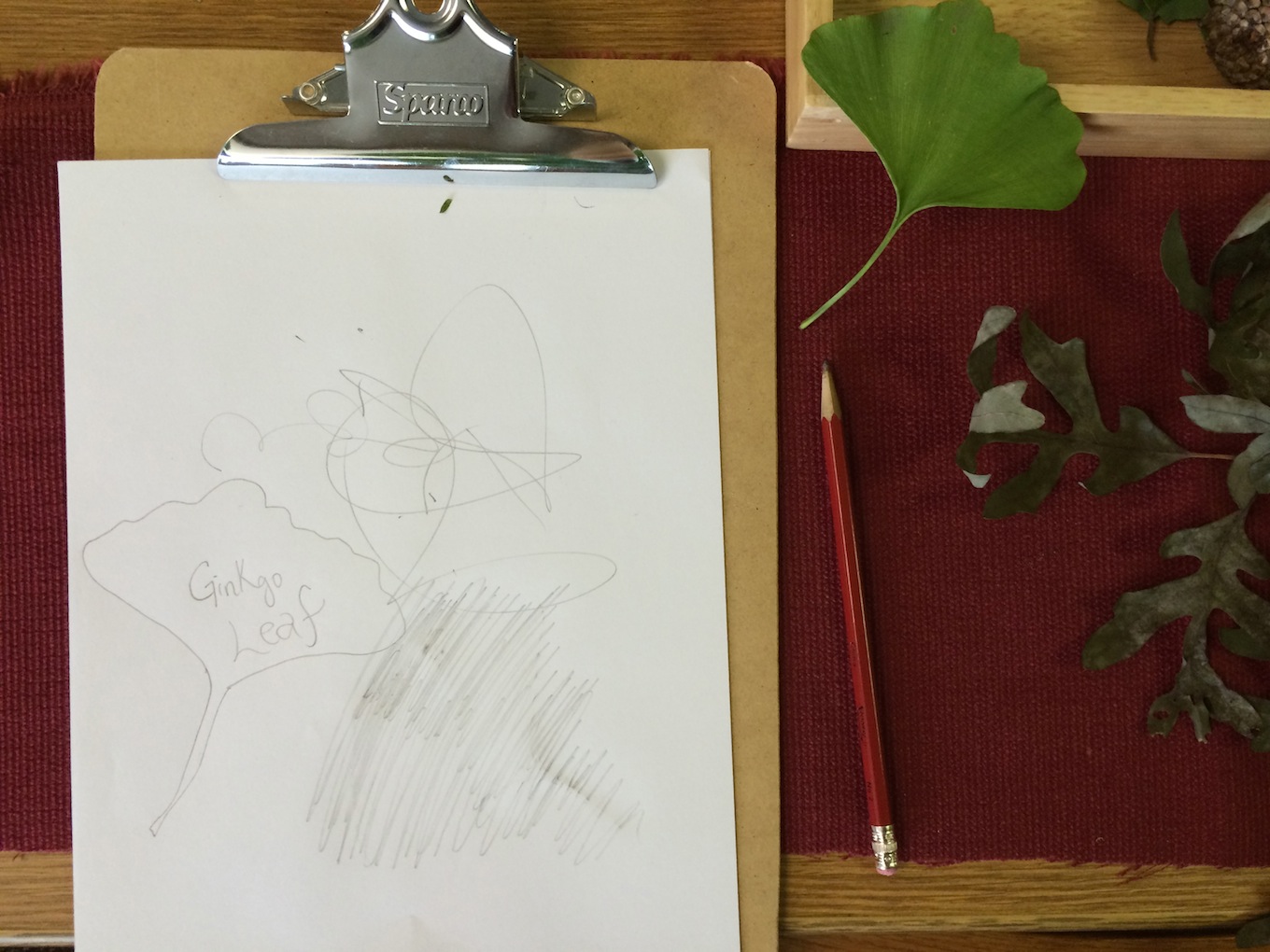 ginko illustration