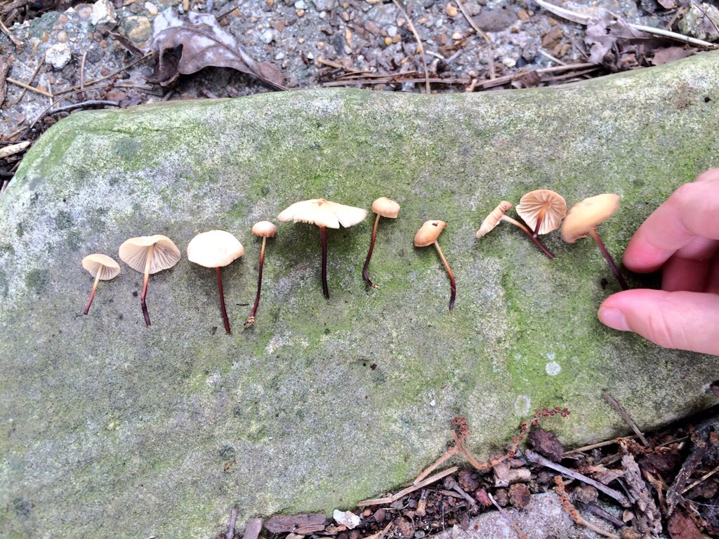 mushrooms in a row