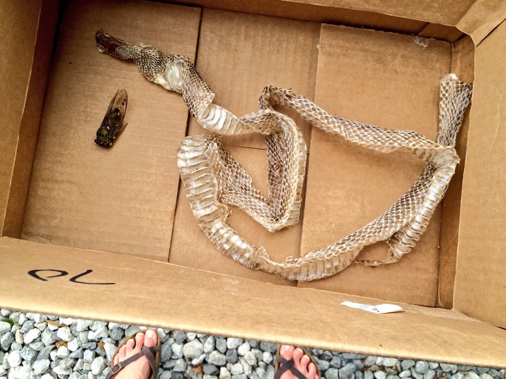 snake skin
