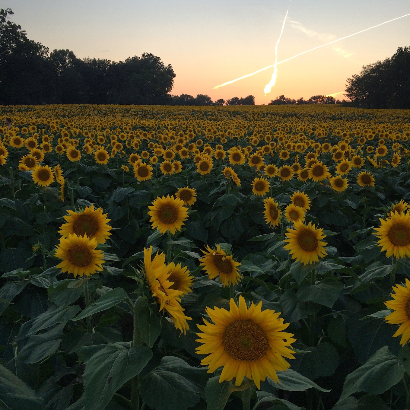 Gritner Farm Sunflowers