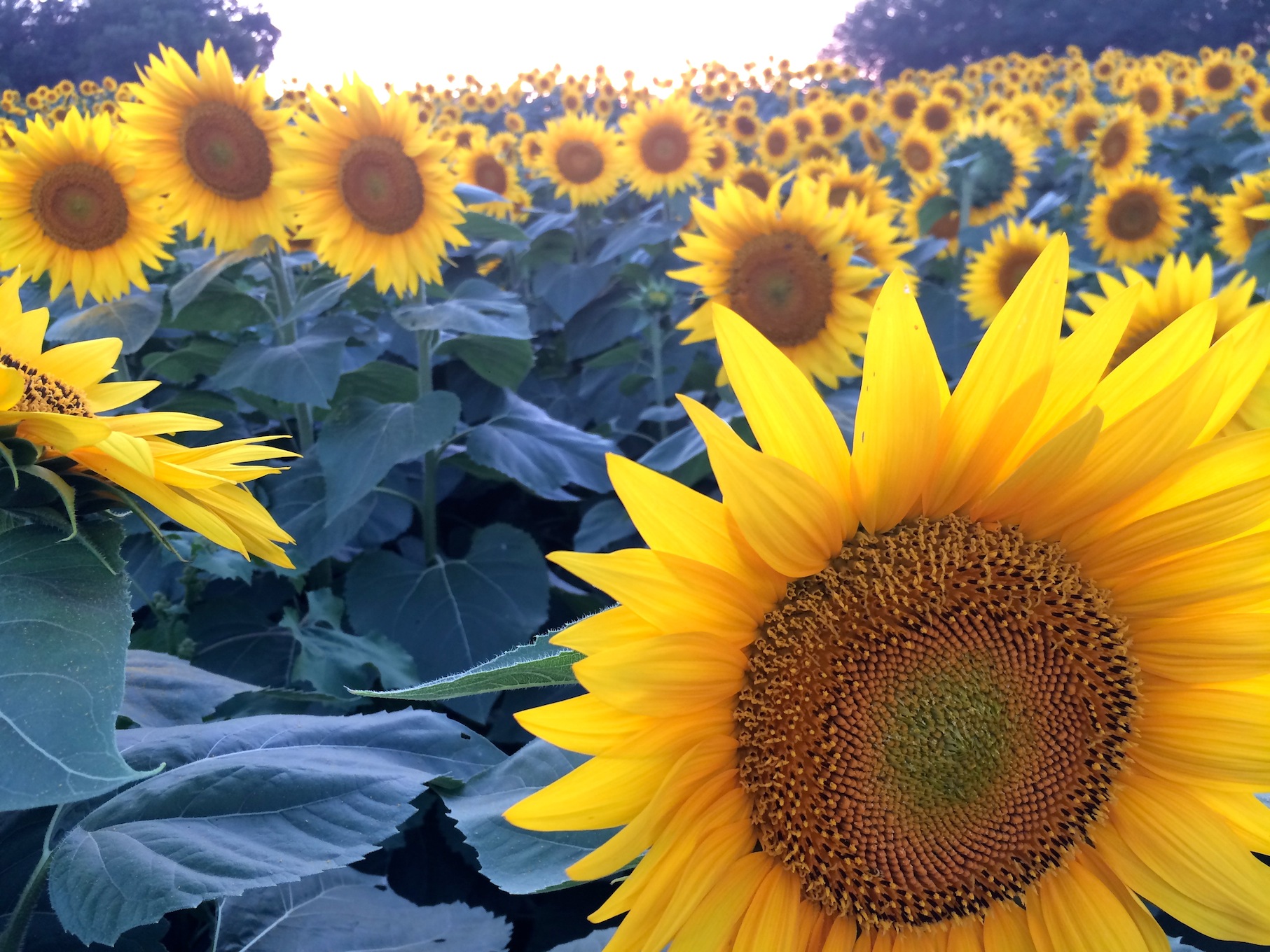 Sunflower Activities