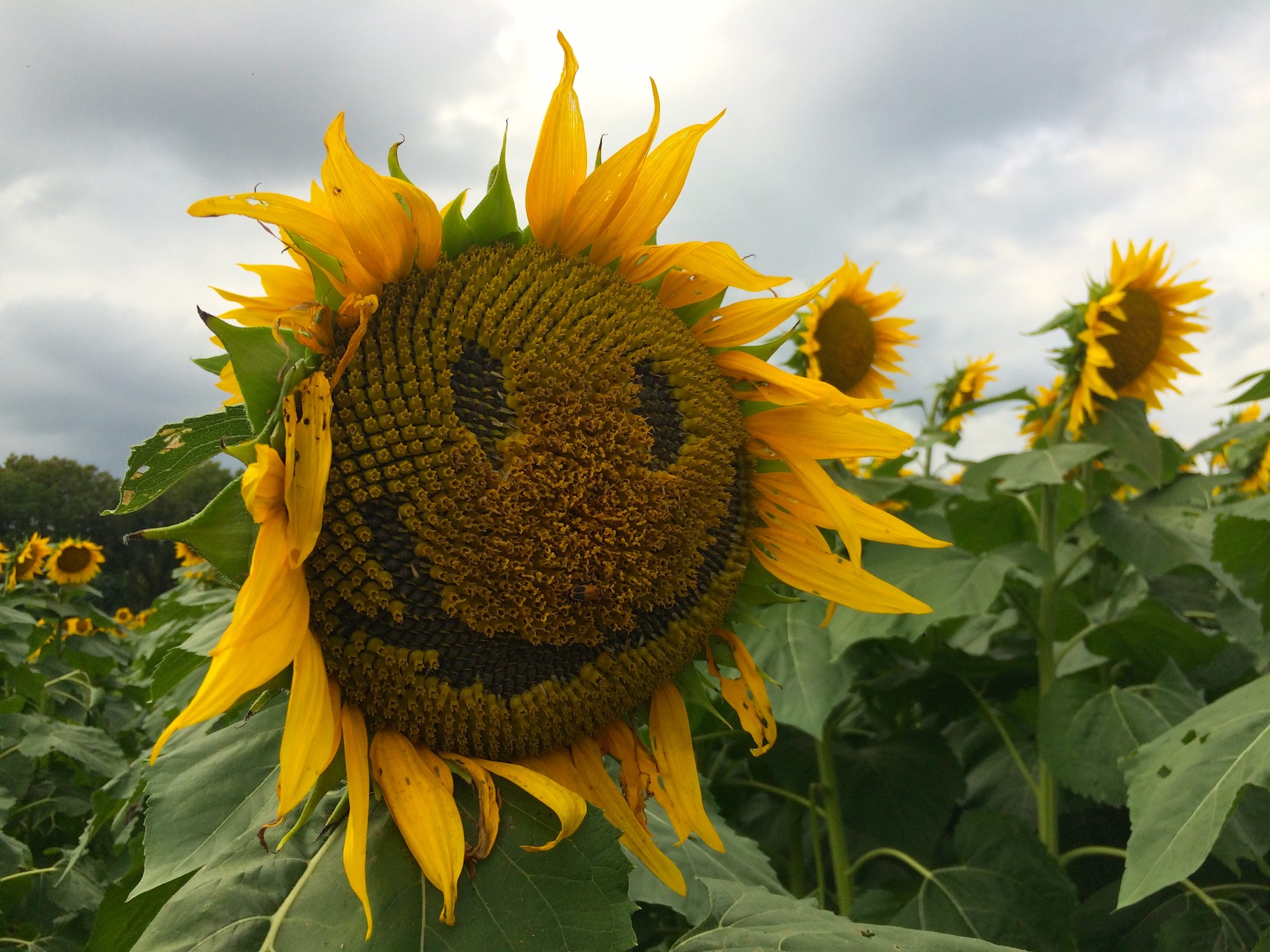 Sunflower Faces
