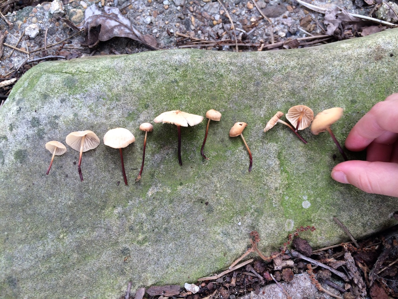 Mushrooms