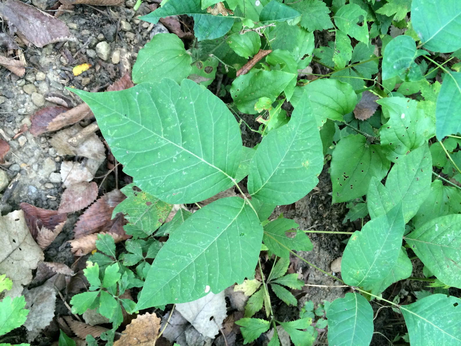 poison ivy