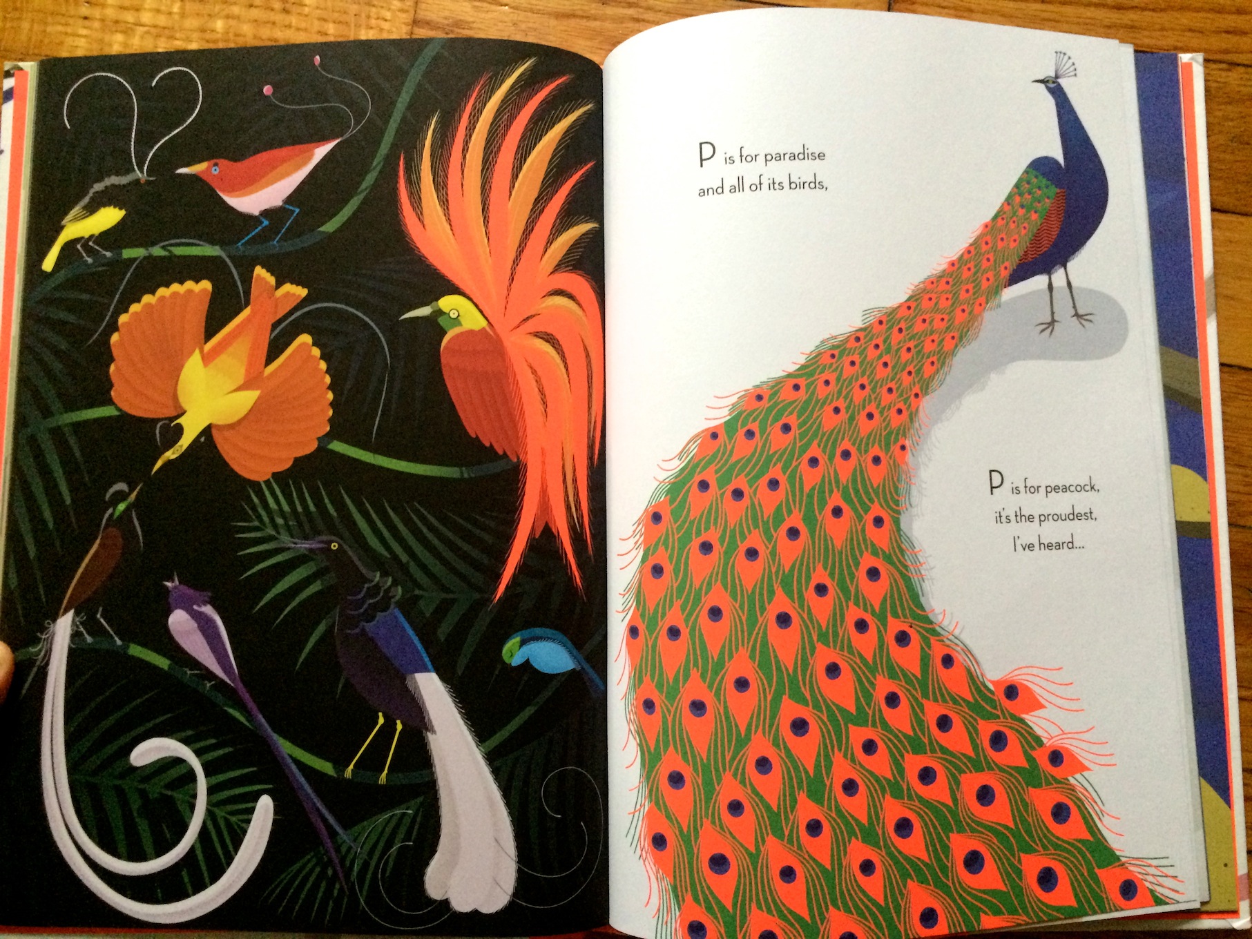 Beautiful Birds - Peacock