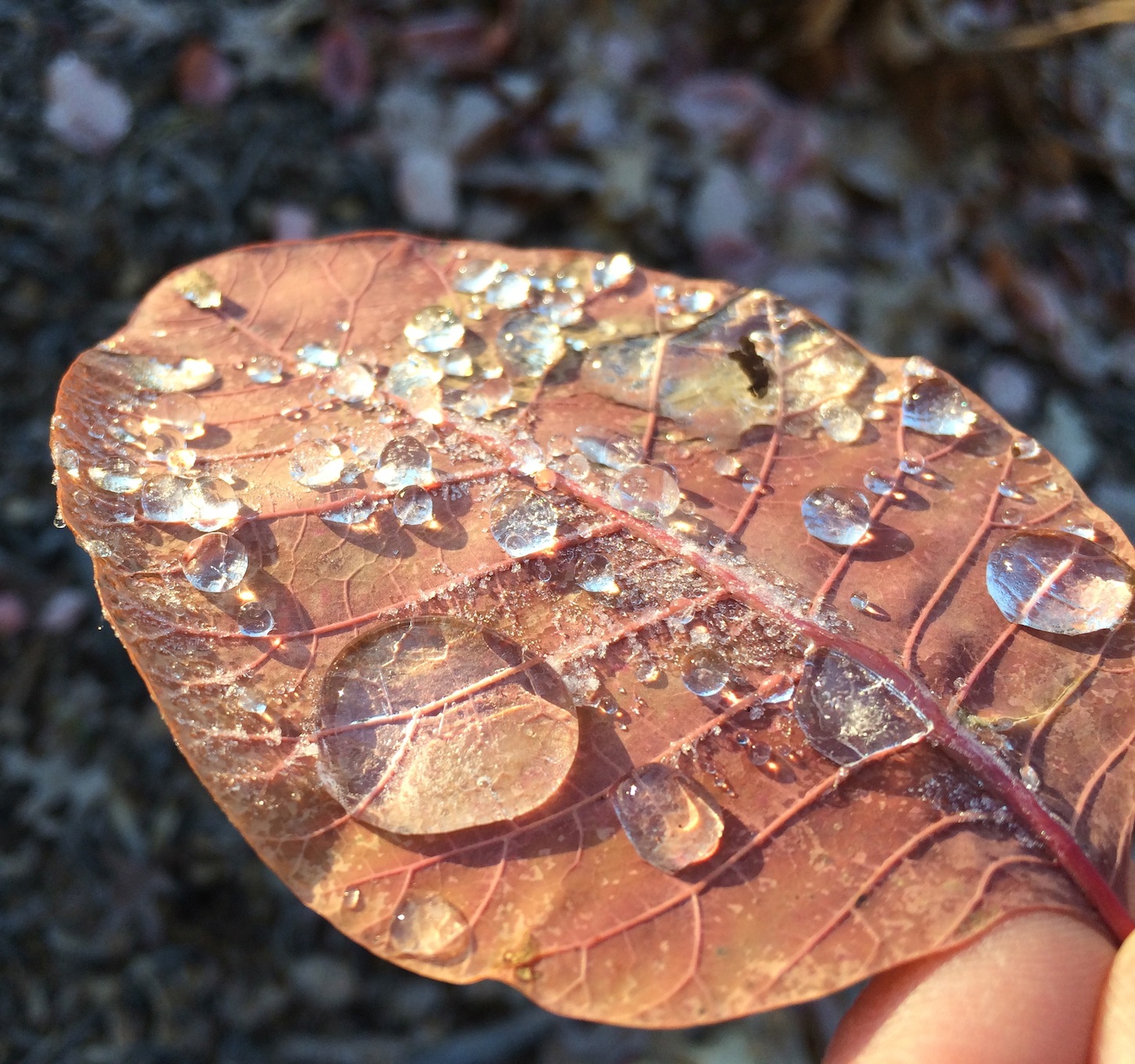 First frost of december -SfCT