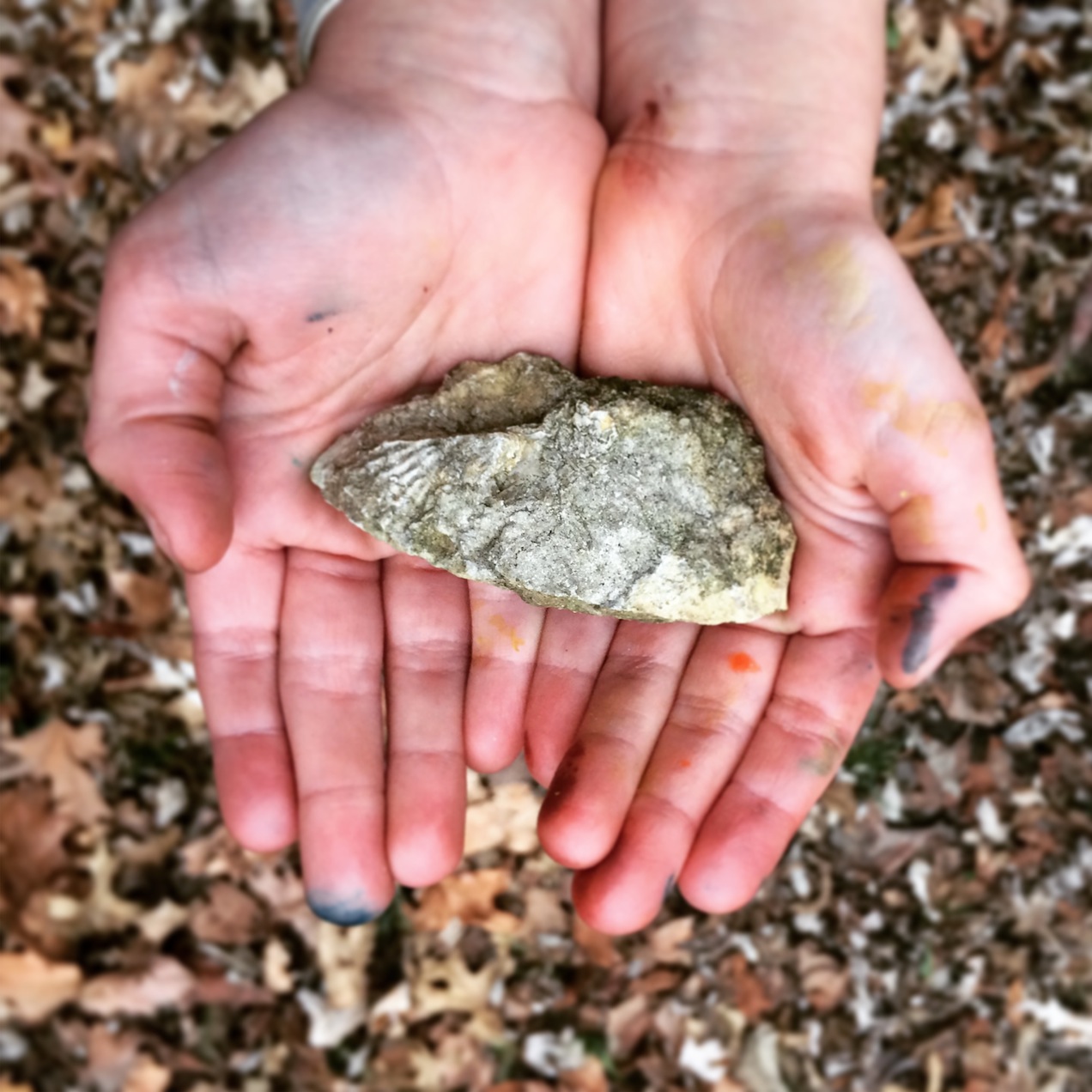 Fossil Finding - SfCT
