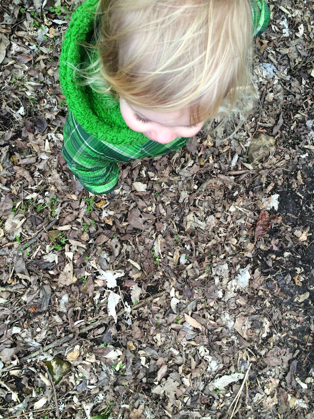 Wild Things in December - All is quet except the crunching of leaves -SfCT