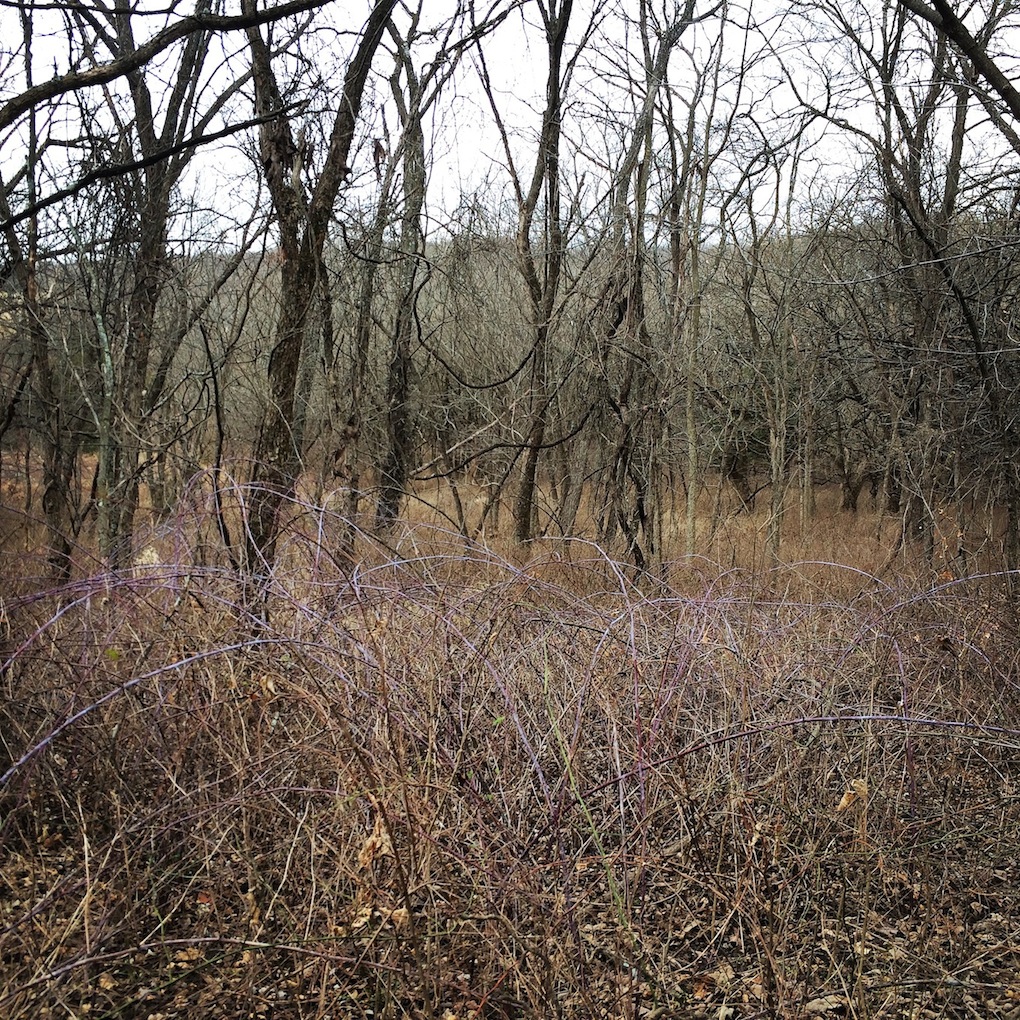 Winter Walk in the Woods - SfCT