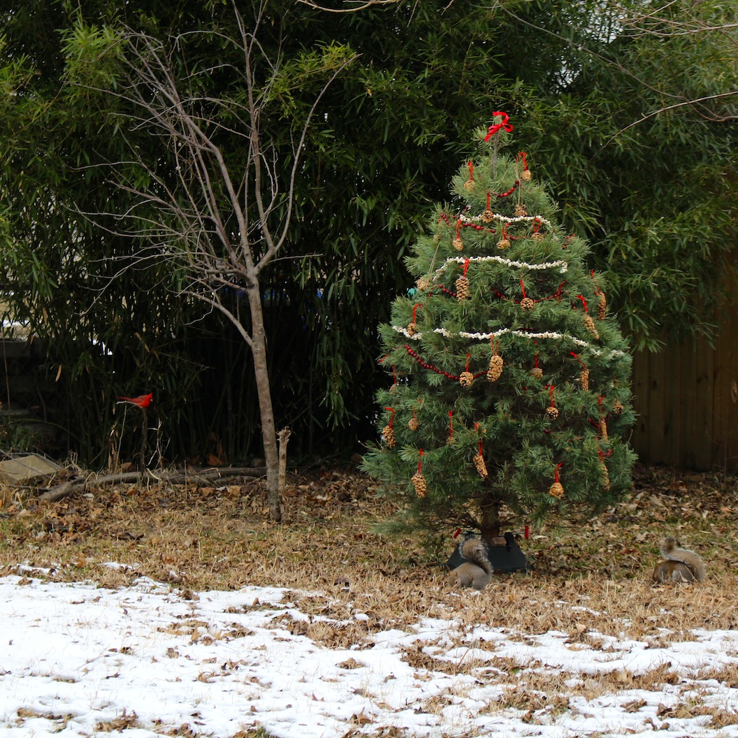 Give your christmas tree a longer life by decorating for the winter animals - The After-Christmas Tree Nature Activity via SfCT
