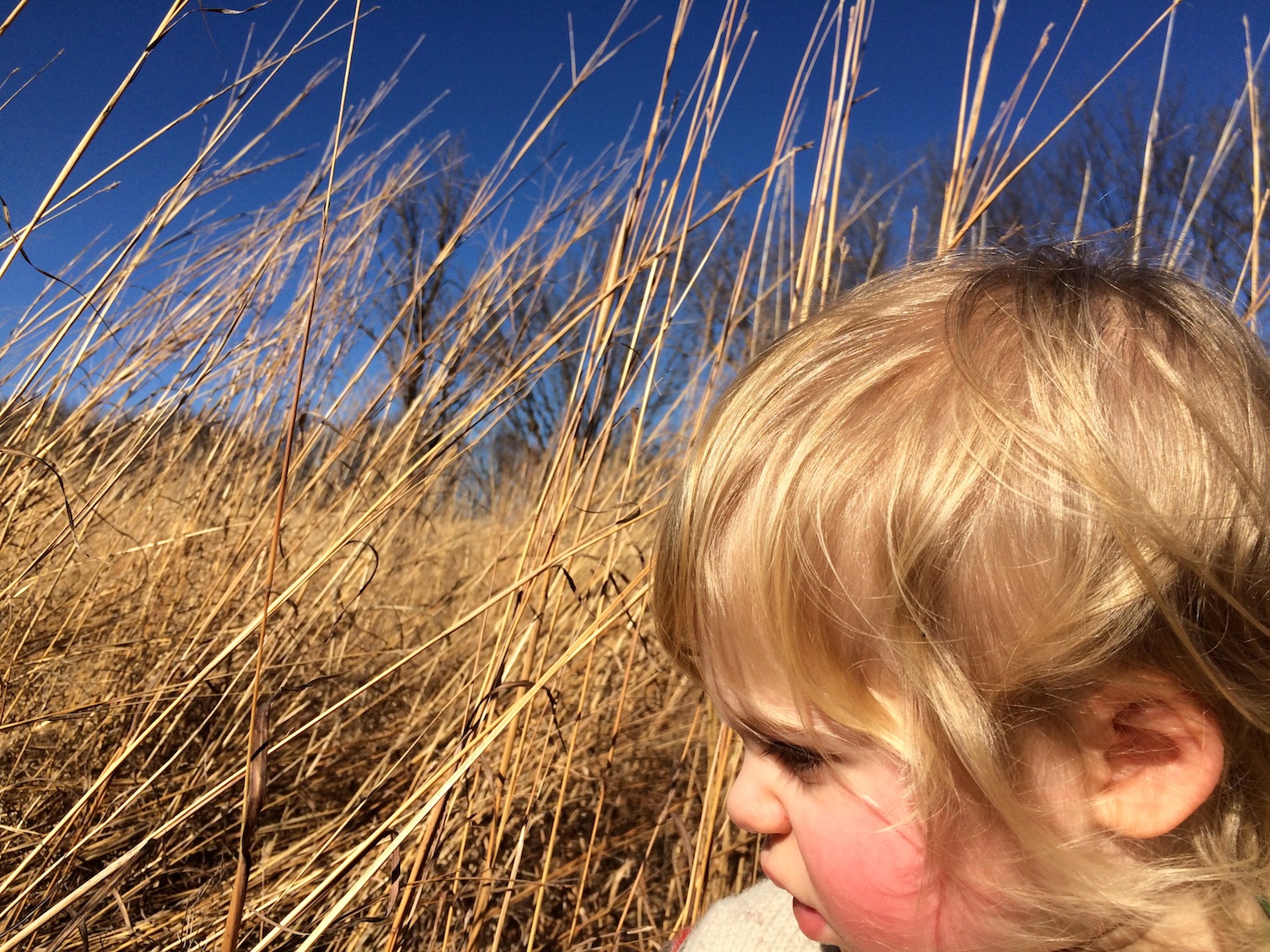 Golden Tallgrass