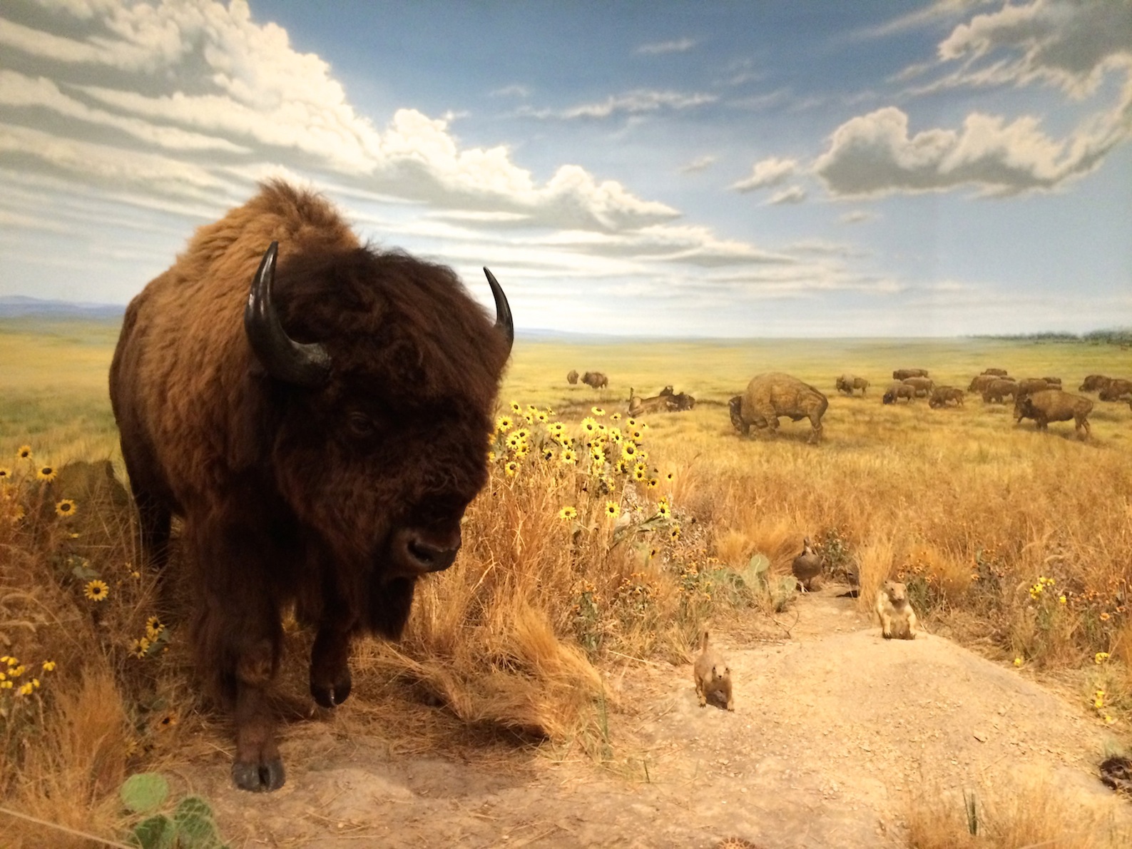 Kansas Bestiary