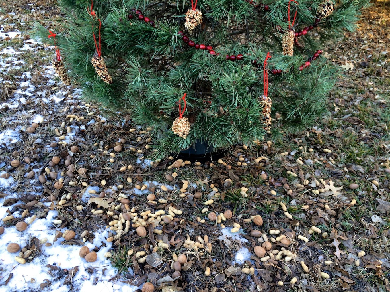 Nuts scattered around the base of The After-Chrsitmas Tree