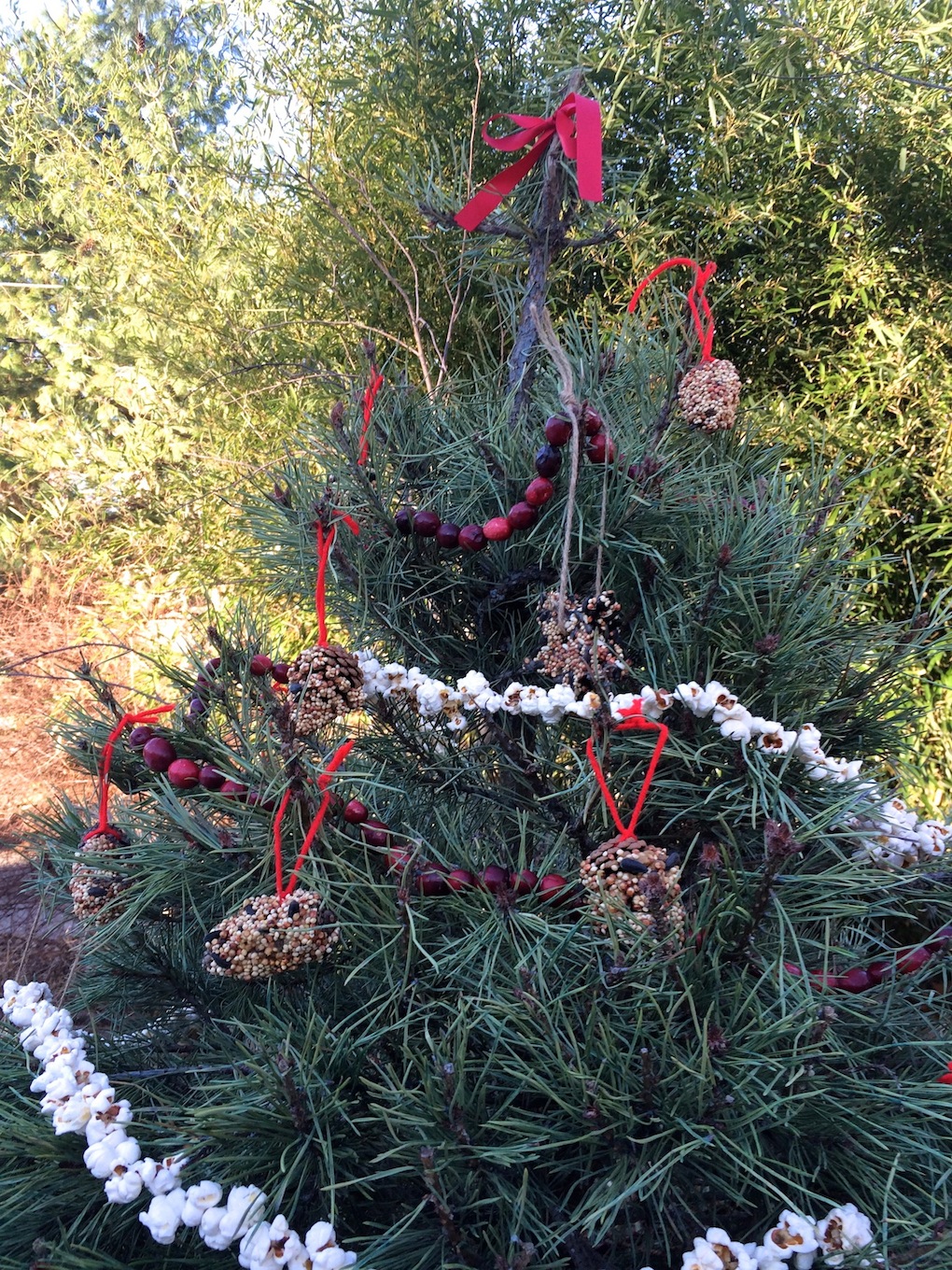 Pinecone bird feeders