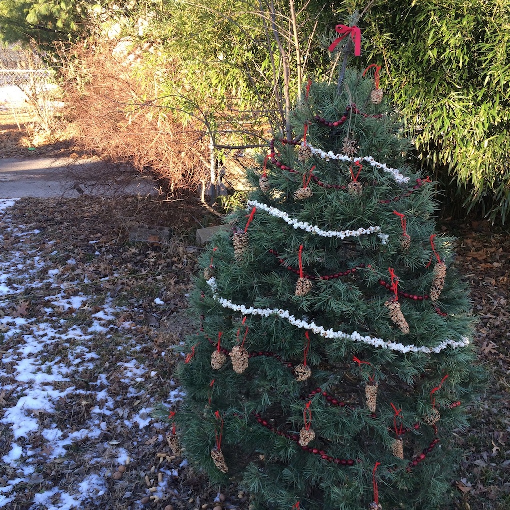 The After-Christmas Tree, Recycle your tree by decorating it with bird feeds, nuts, and cranberries for winter animals. Wait and see who will visit.