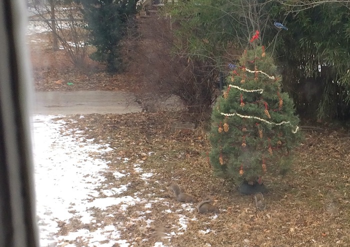 Watching winter visitors from a far. Two blue jays and a scurry of squirrels.