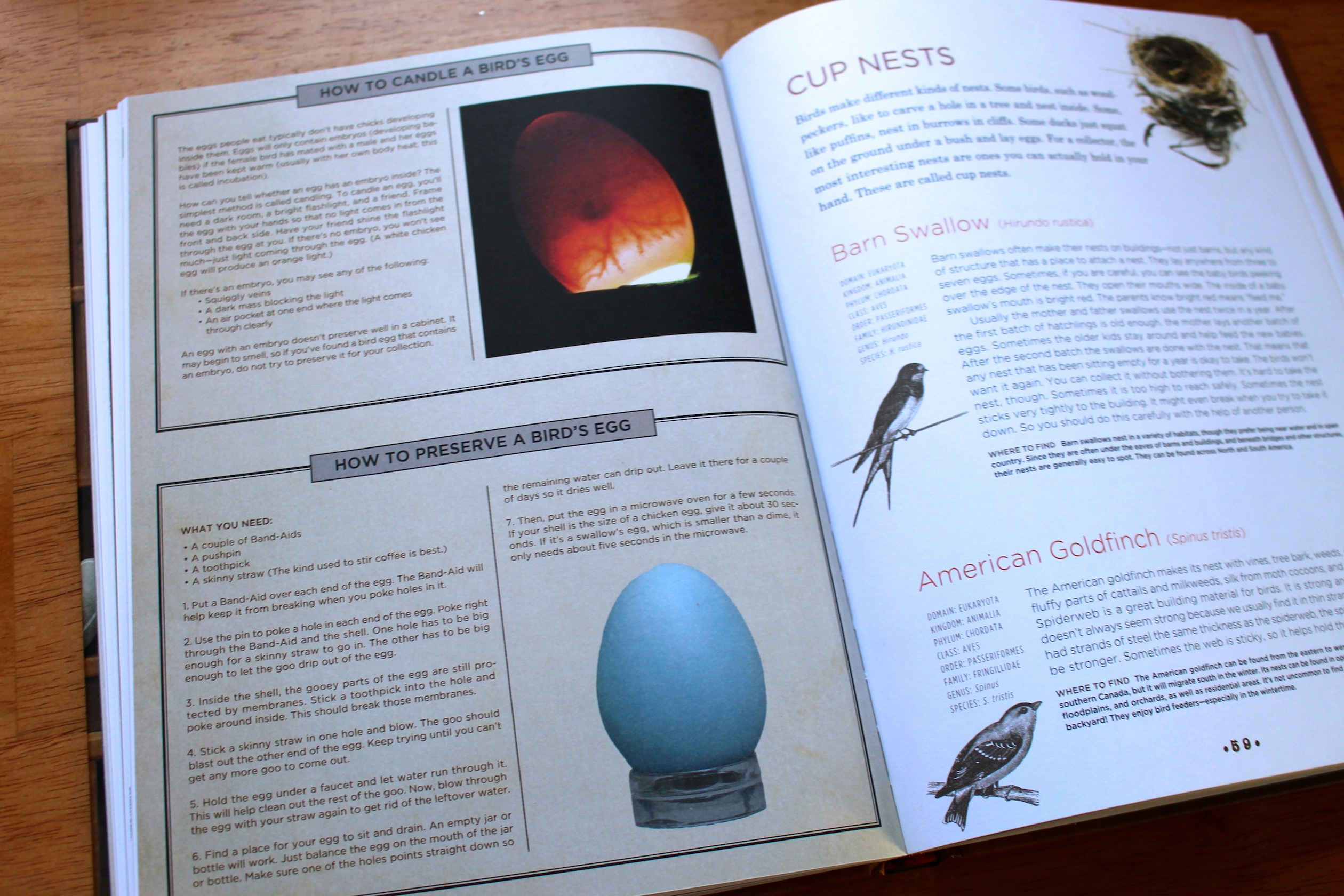 Cabinet of Curiosities eggs