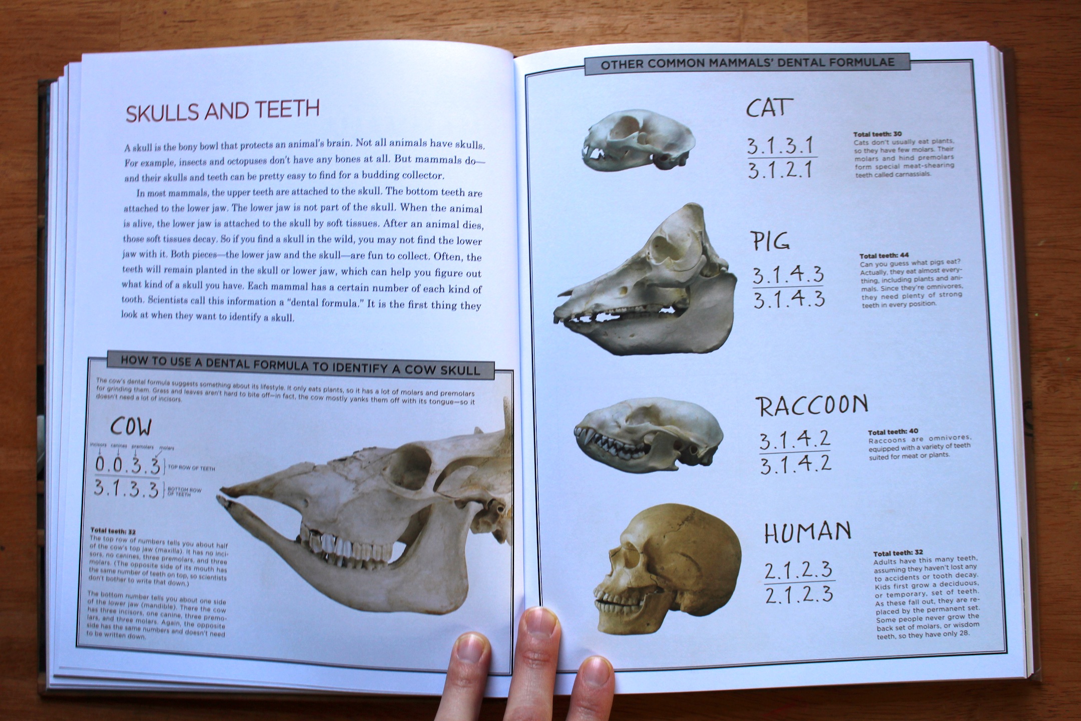 Cabinet of curiosities skulls