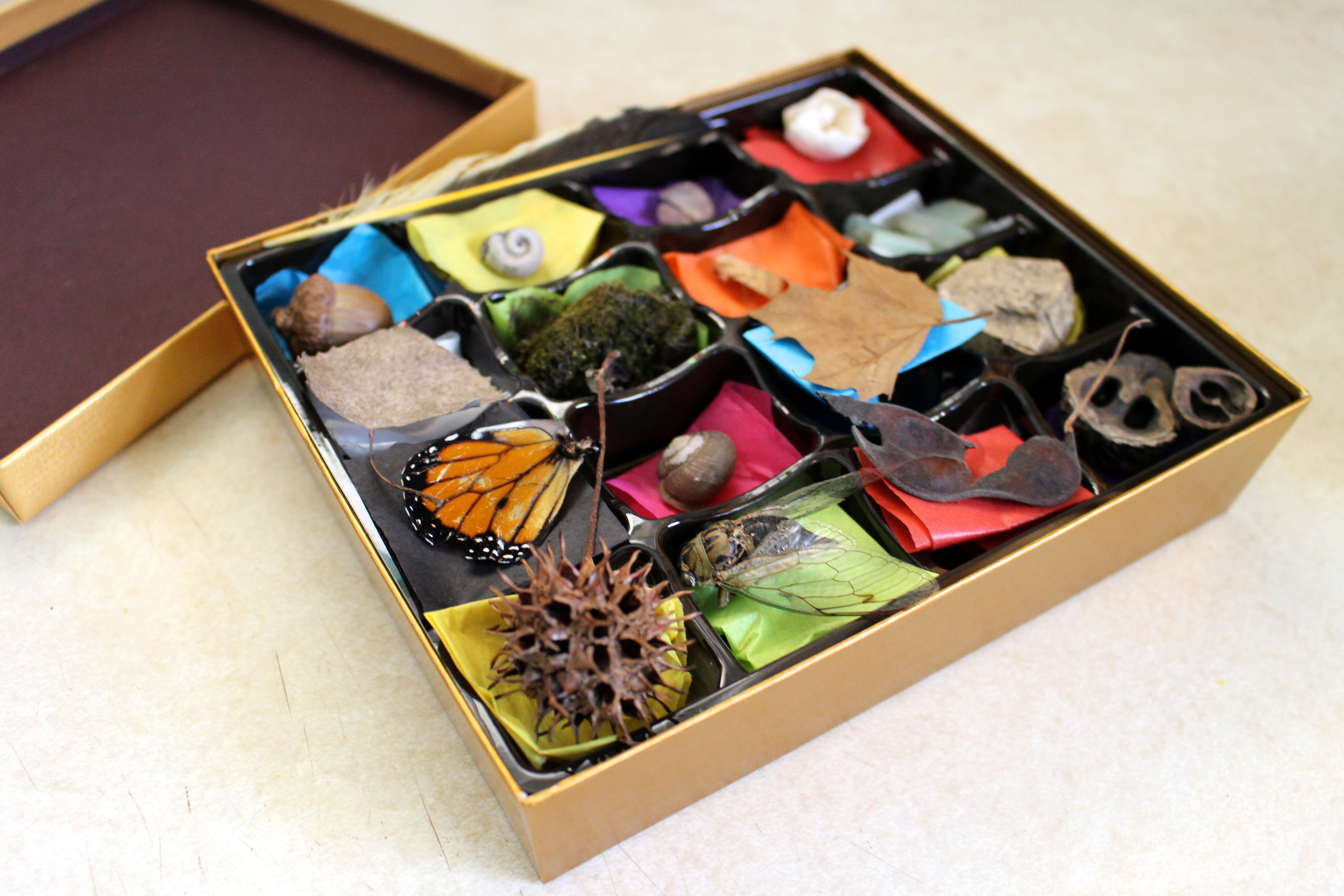 Chocolate Box Nature Collection - Fun post-Valentine's Day Nature Activity for Kids