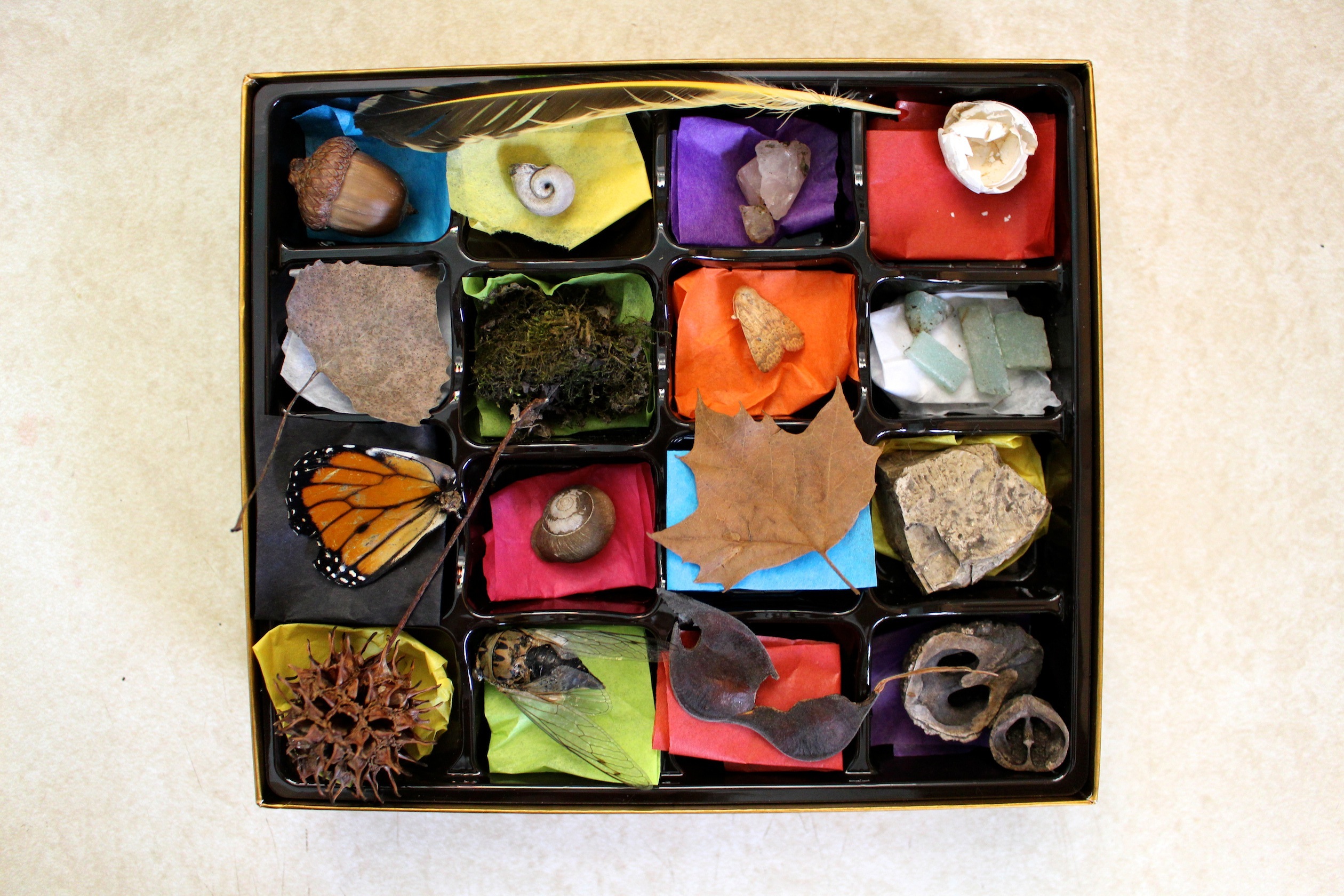 Chocolate Box Nature Collection - Repurpose your a chocolate box into a minature cabinet of curiousities for kids. Go on a nature walk and fill your box with treasures!