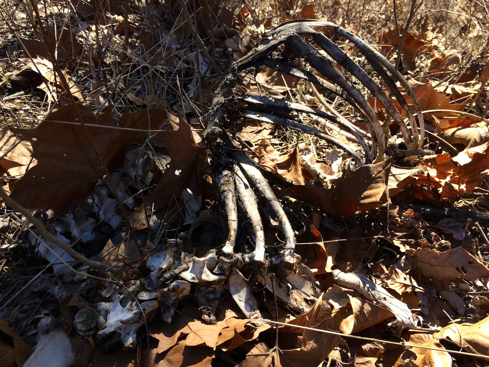 Dear Deer Bones