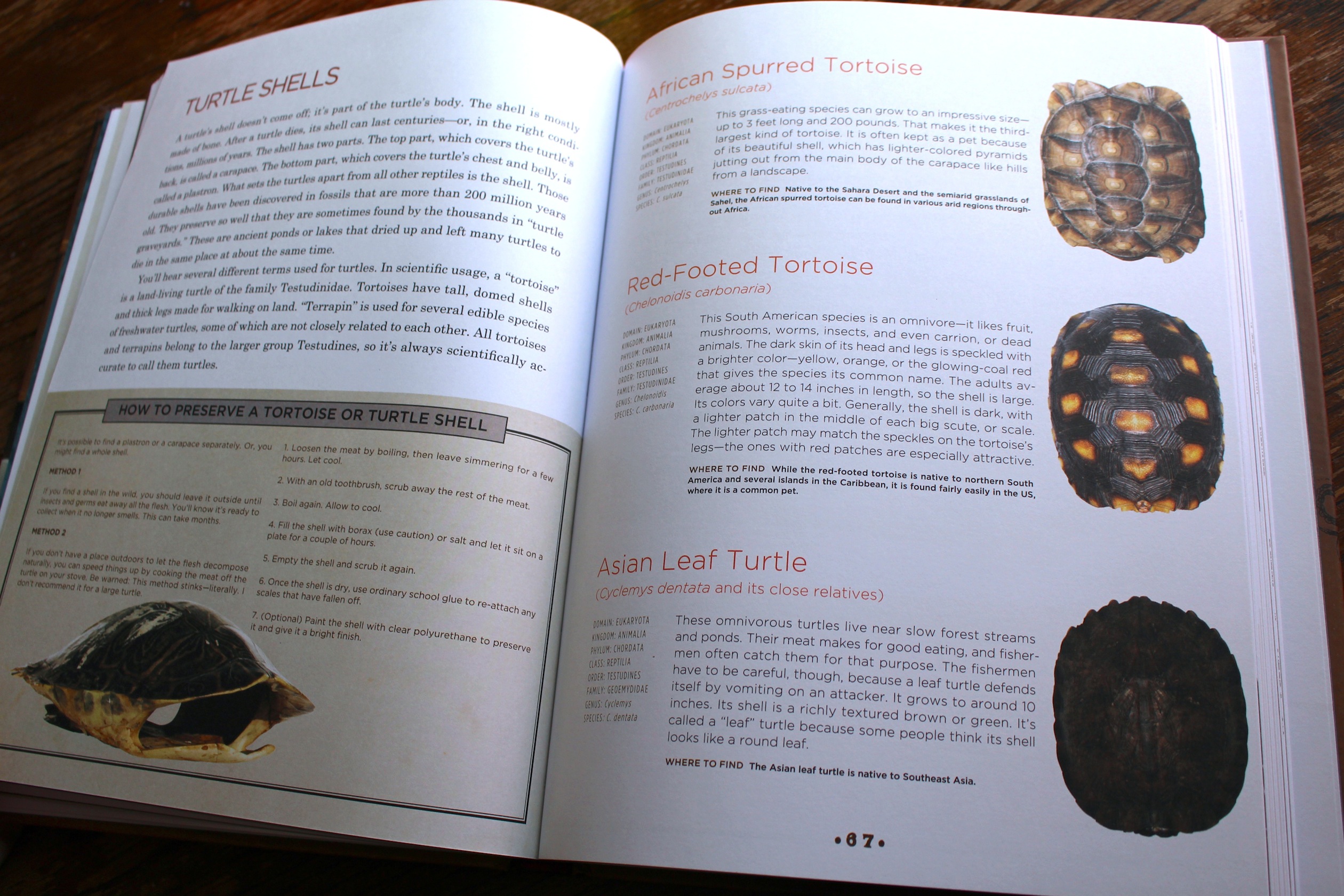 cabinet of curiosities turtle shells