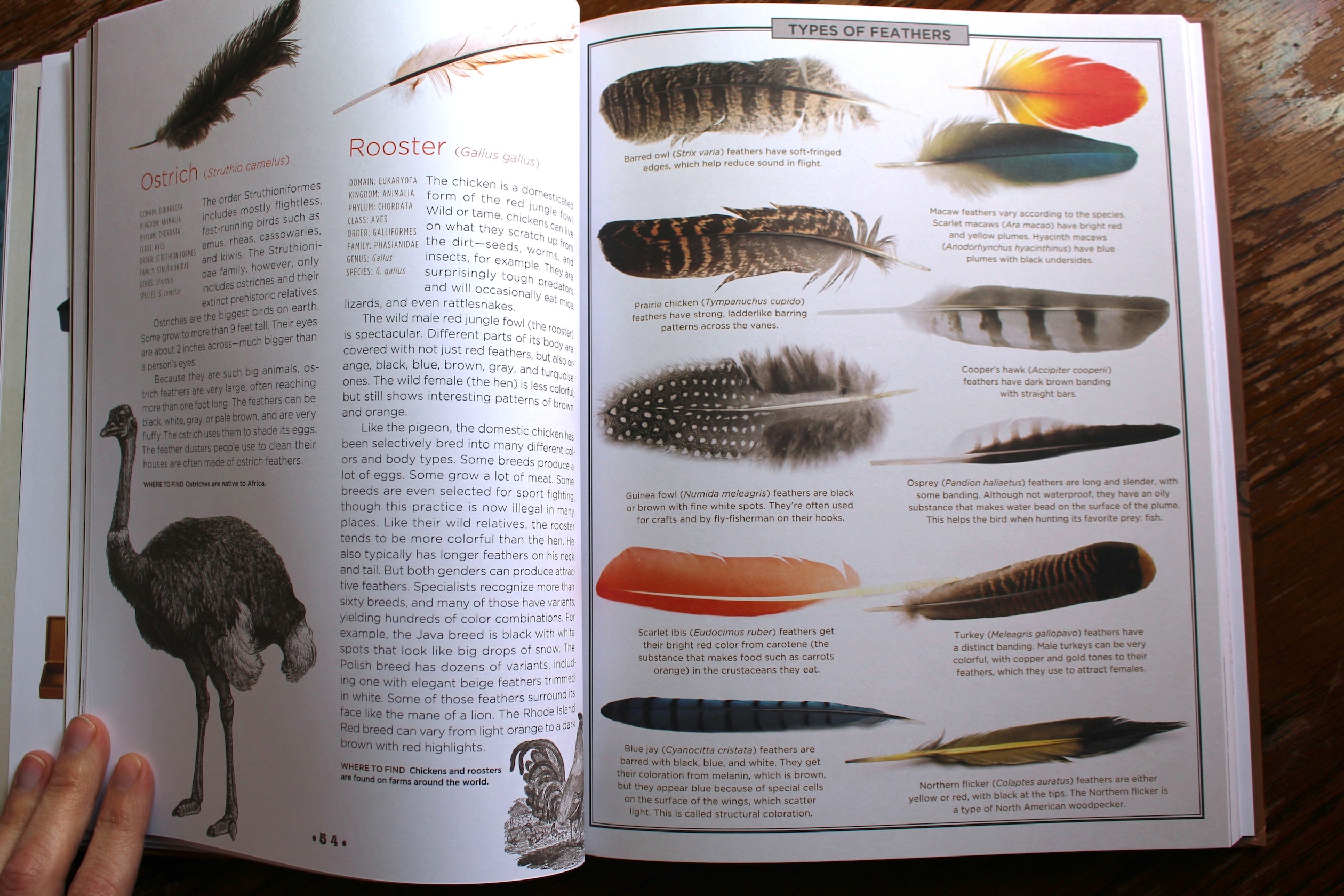 cabinet of wonders feathers