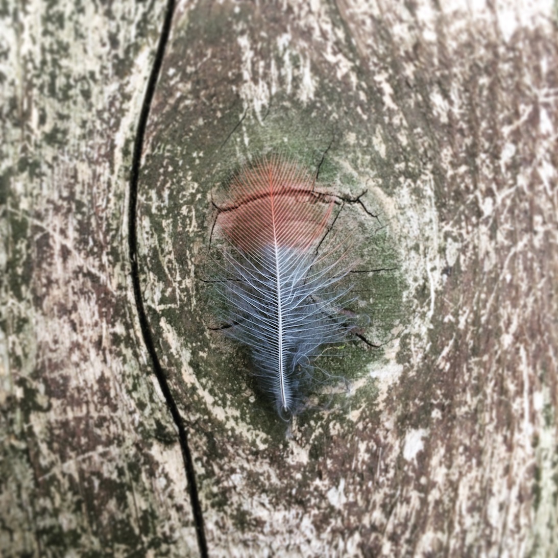 feather