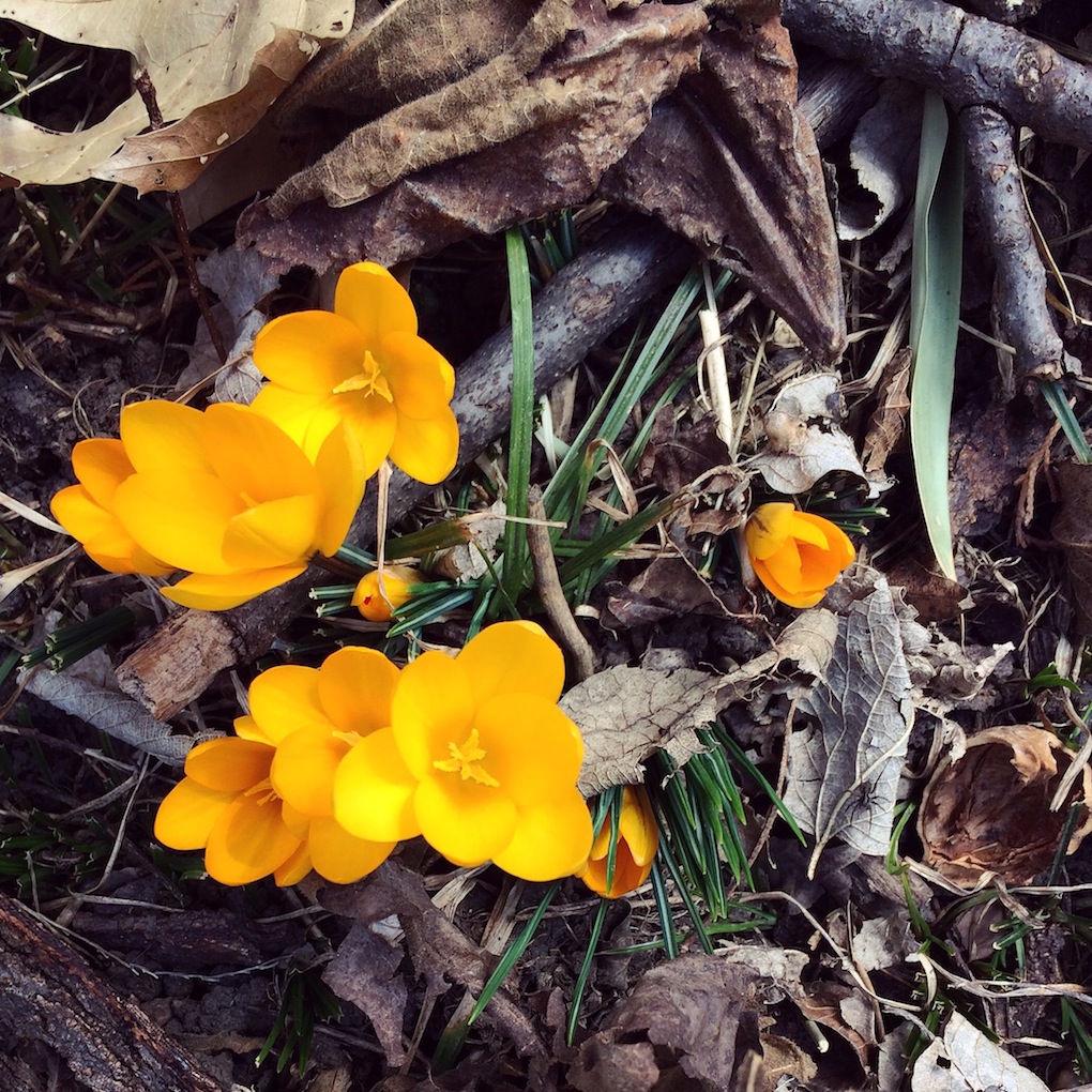 spring crocuses