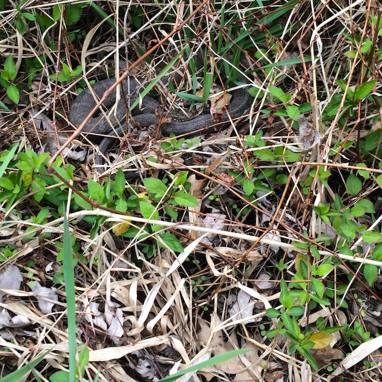 Big ol' water snake sunbathing