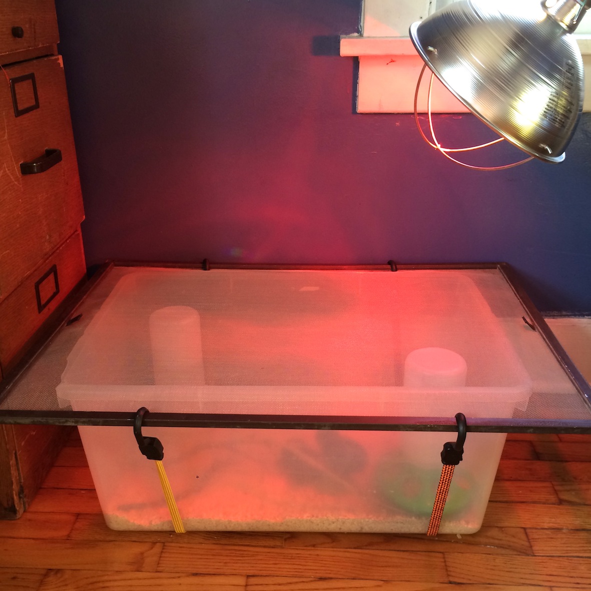 DIY brooder for chicks
