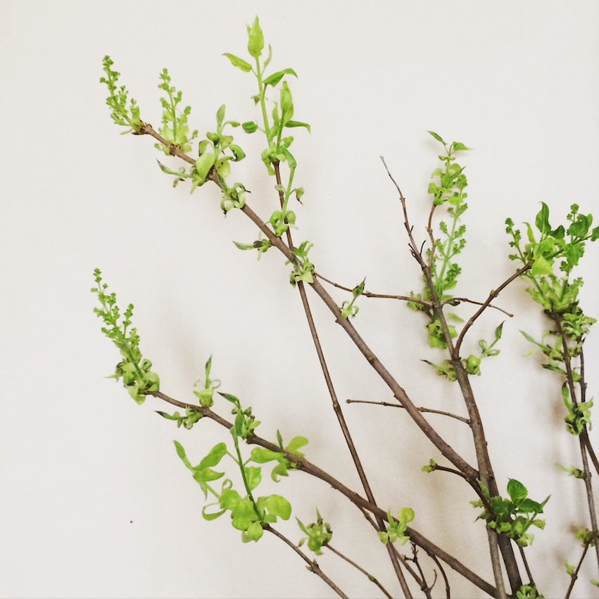 Forced Spring Branches