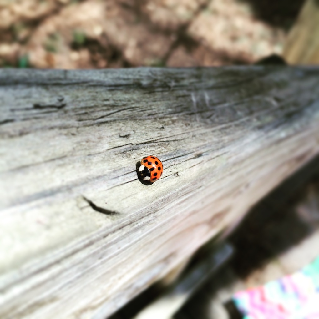 Hello Little Lady